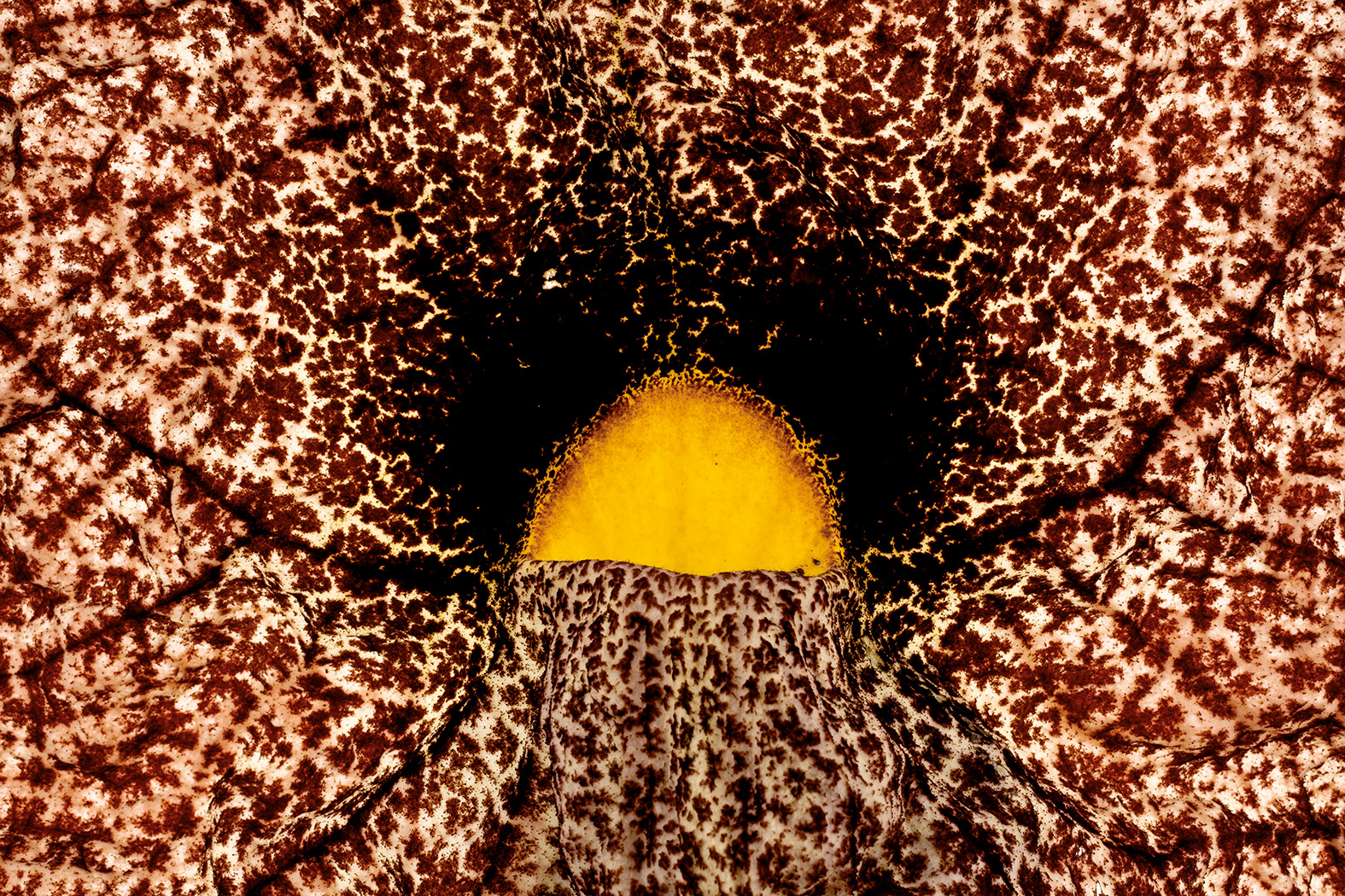 ARISTOLOCHIA-GIGAN-copie