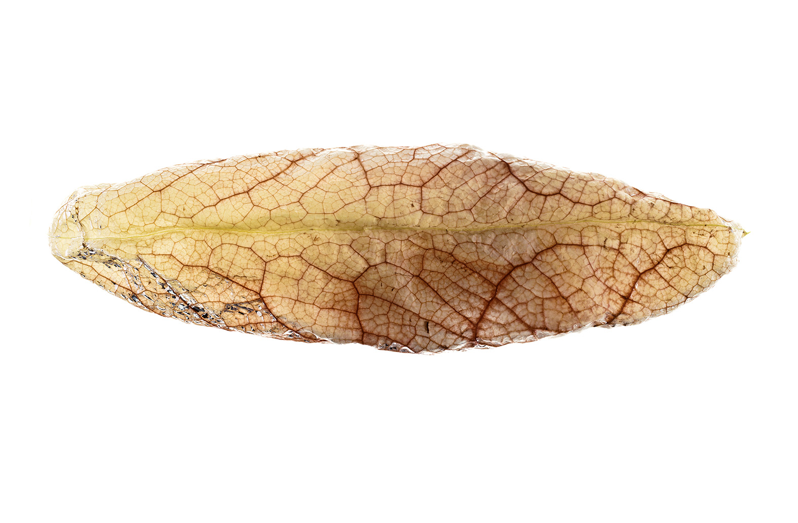 ARISTOLOCHIA-GIGANTEA-14