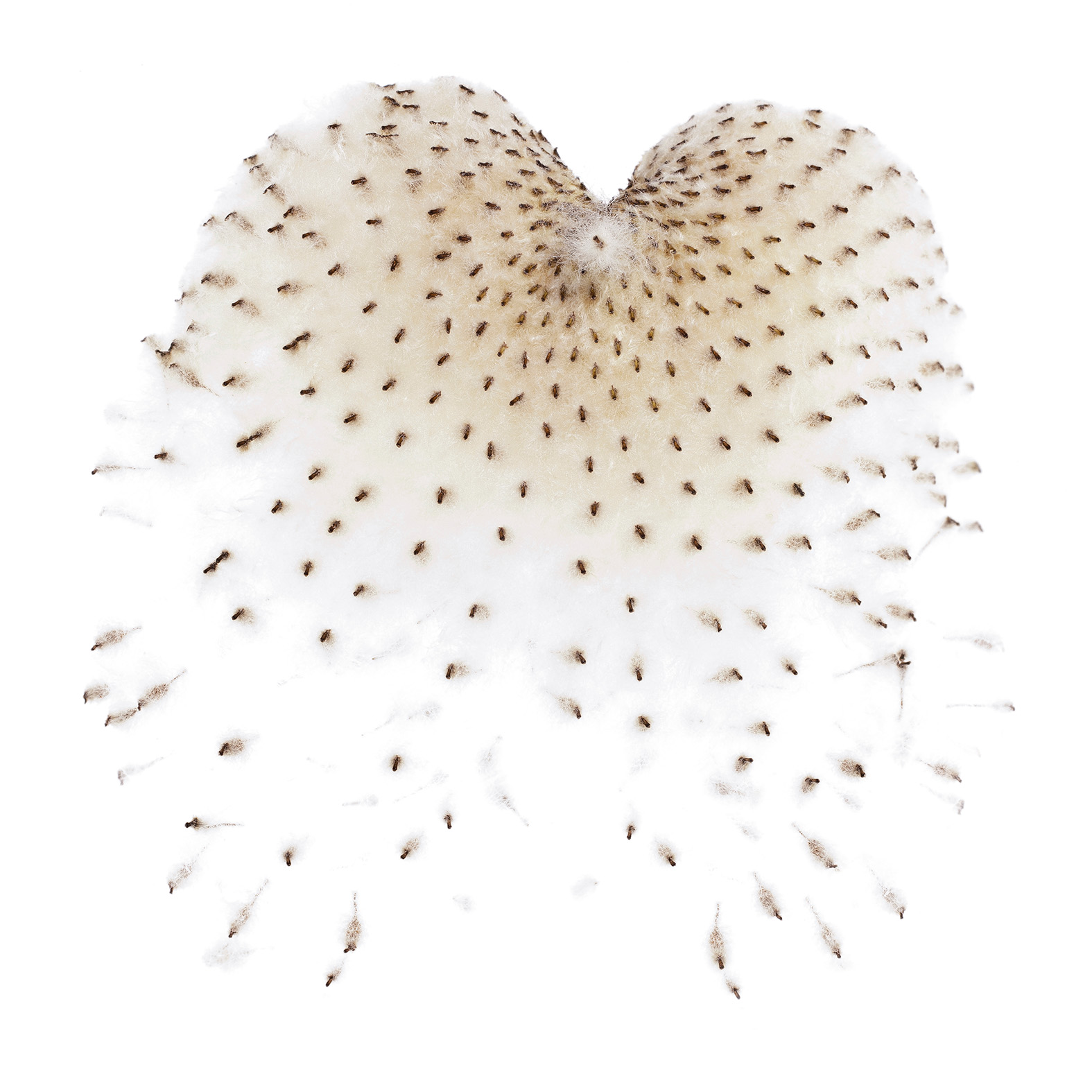 Anemone-19-copie