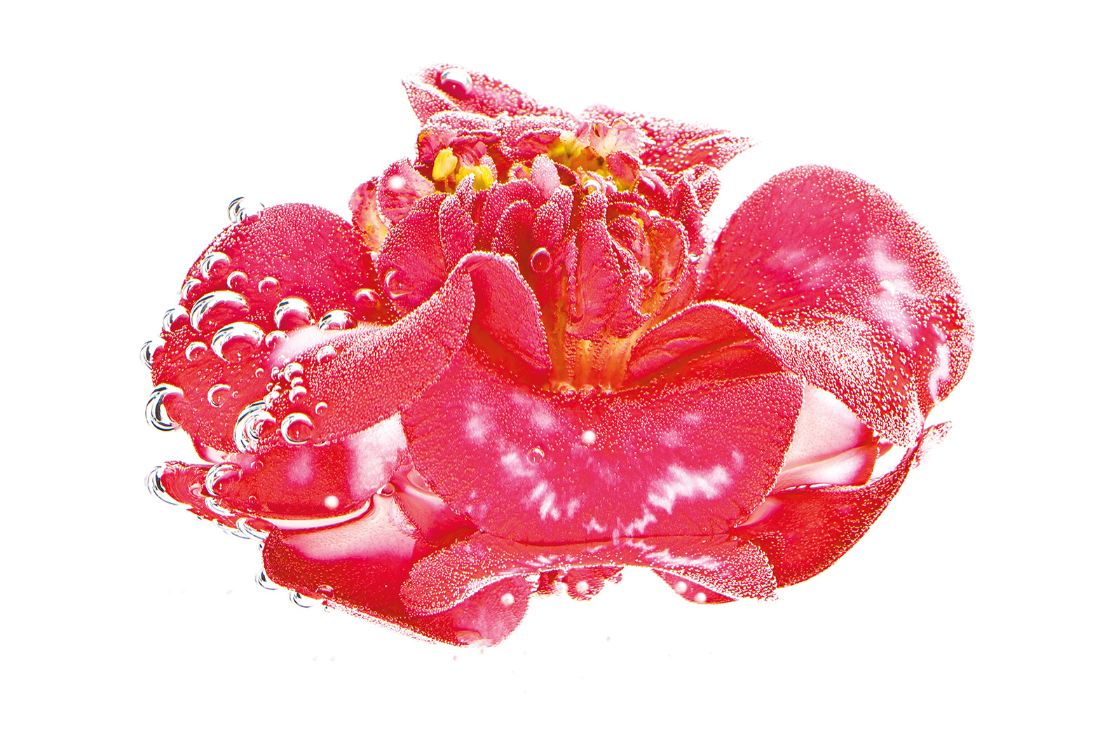 Camelia Japonica