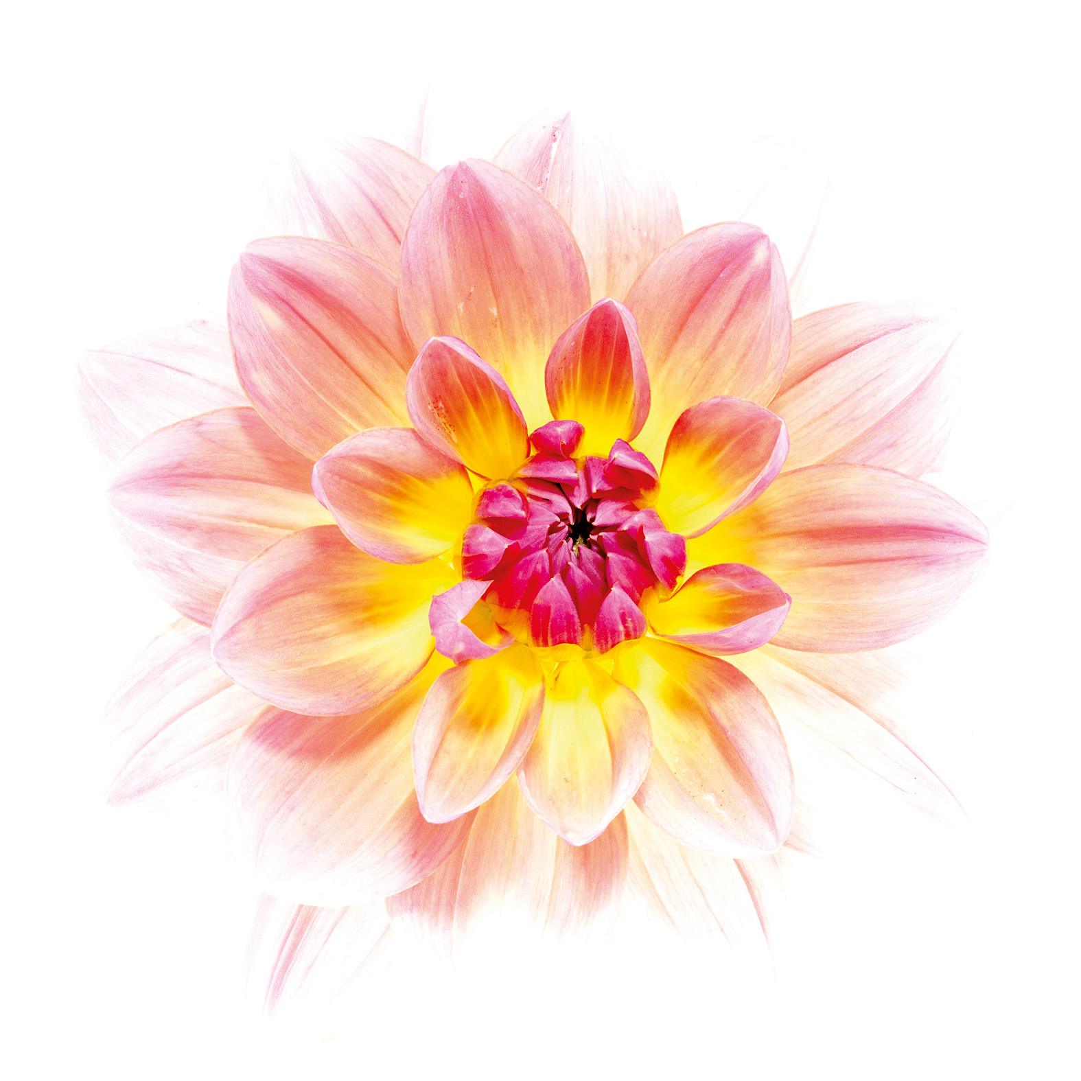 DAHLIA-HYBRIDE-Wildwood-M-copie