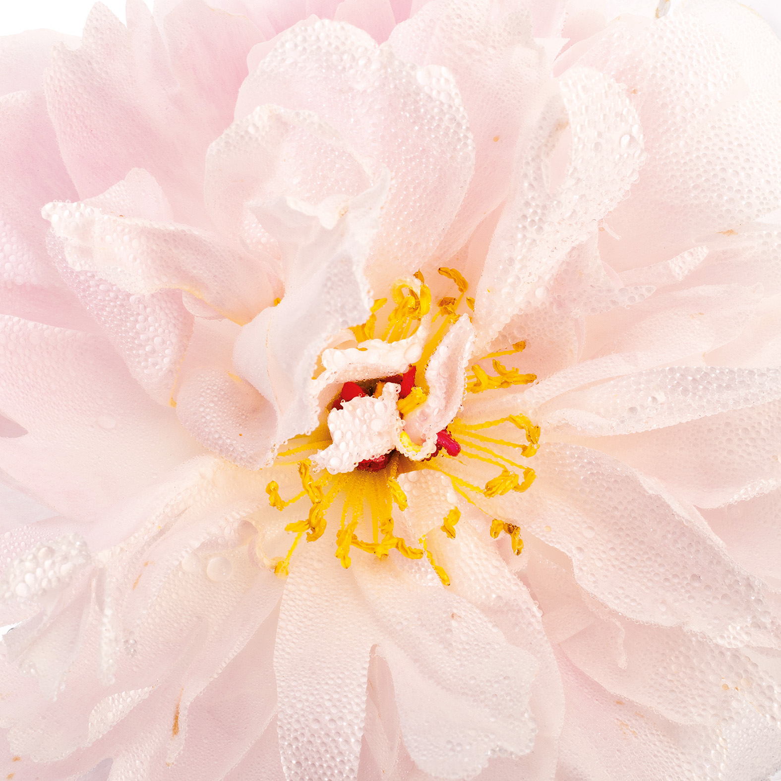 PAEONIA-93_CARREE-copie