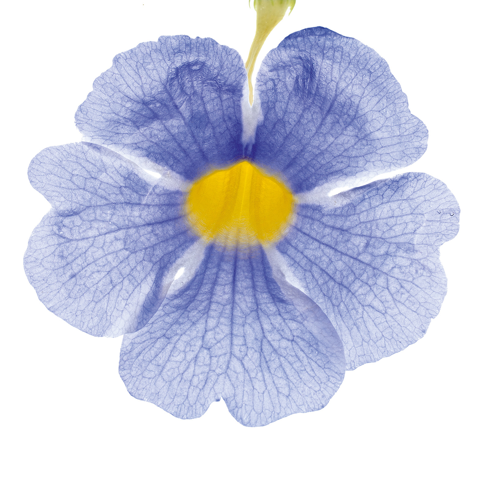 THUNBERGIA-48_2-copie