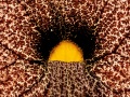 ARISTOLOCHIA-GIGAN-copie
