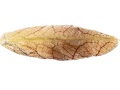 ARISTOLOCHIA-GIGANTEA-14