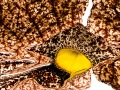 ARISTOLOCHIA-GIGANTEA-64-copie