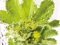 Alchemilla-68-copie