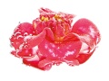 Camelia Japonica