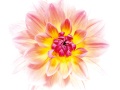 DAHLIA-HYBRIDE-Wildwood-M-copie