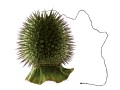 Datura-126-copie
