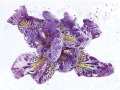 IRIS-MILESII-719-SHAOLIN-copie