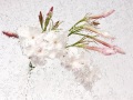 JASMIN-13-copie