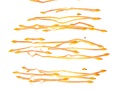 LEUCOSPERNUM-169-copie