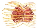 LEUCOSPERNUM-185-copie