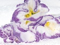 LYSIANTHUS_AMA019-16Bit-copie