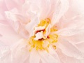 PAEONIA-93_CARREE-copie