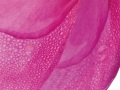 PAEONIA-EDULIS-14-1-copie
