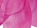 PAEONIA-EDULIS-15-2-copie