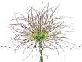 PULSATILLA-VULGARIS-101-copie