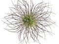 PULSATILLA-VULGARIS-91-copie