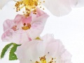 ROSA-GALLICA-8-copie