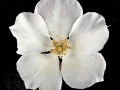 ROSA-GIGANTEA1-CADREE-TIR-copie