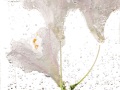 Rhododendron-58-copie
