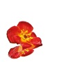 Rose-medie-79-copie