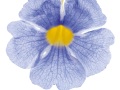 THUNBERGIA-48_2-copie