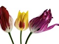 TULIPAS-IUCN-18-copie