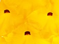 UNCARINA-GRANDIERI-copie