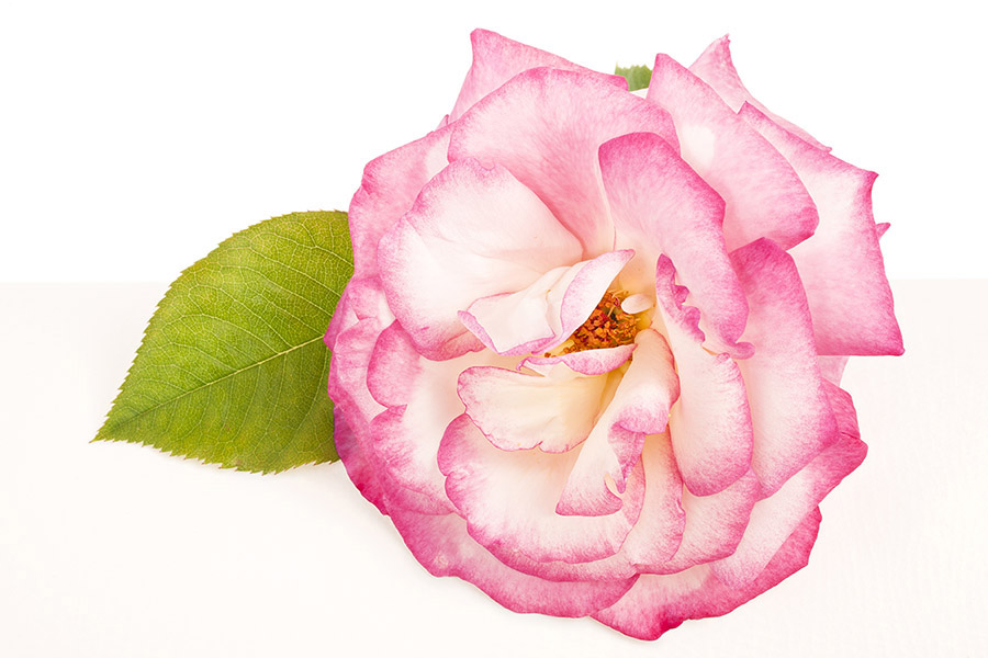 Rose Haendel