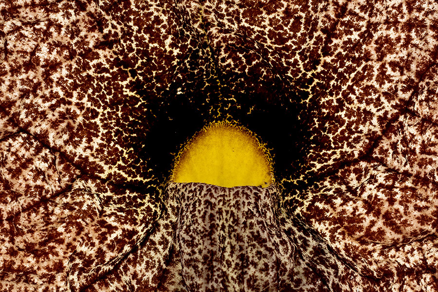 Magma 2