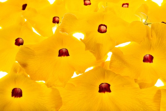 Uncarina Grandieri