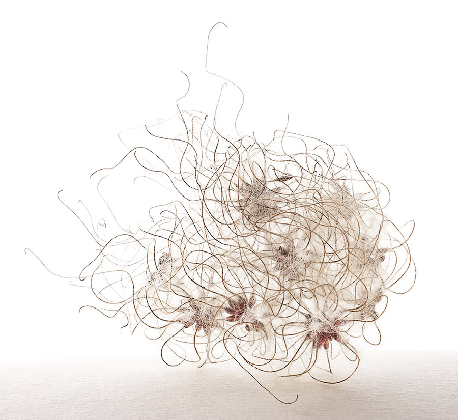 Clematis Vitalba