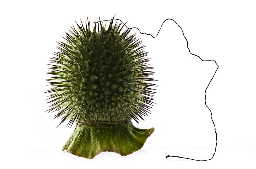 Datura