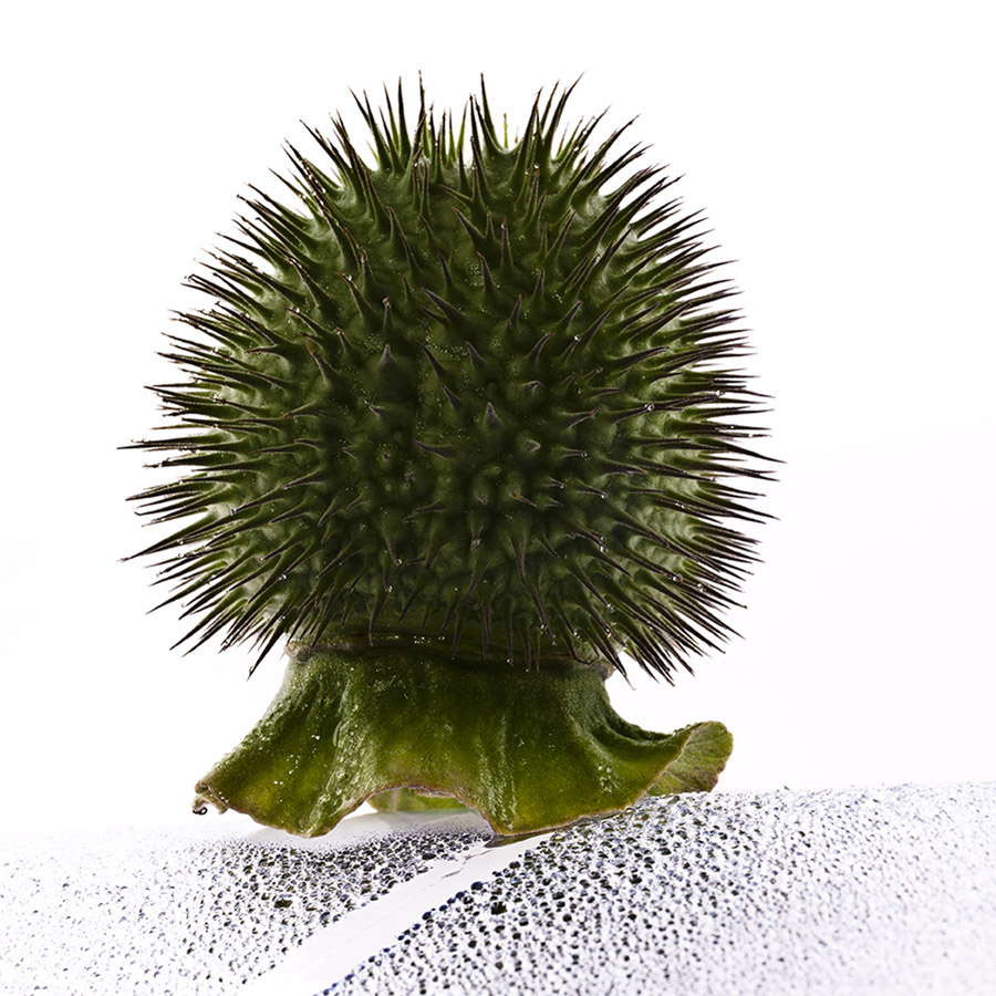 Datura