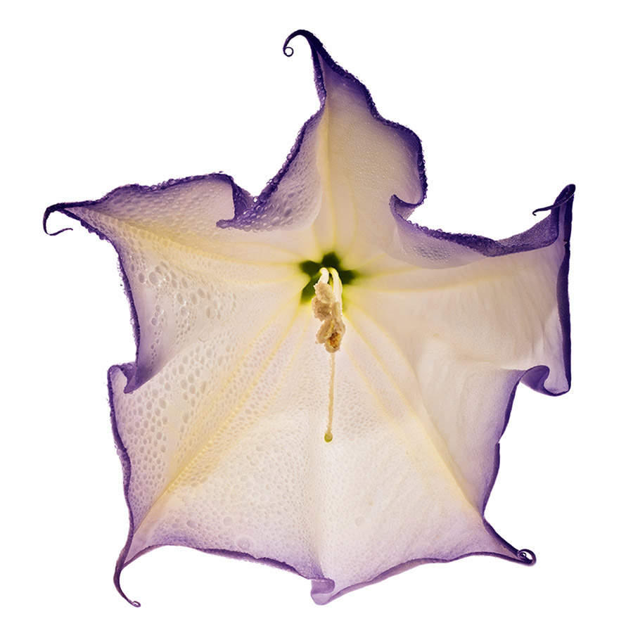 Datura