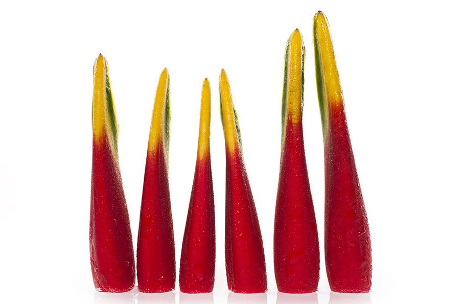 Helyconia