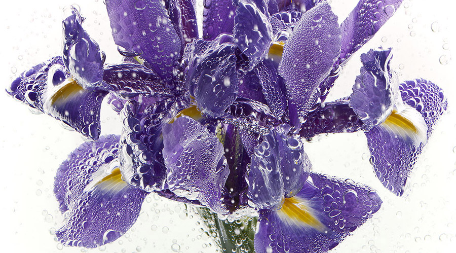 Iris