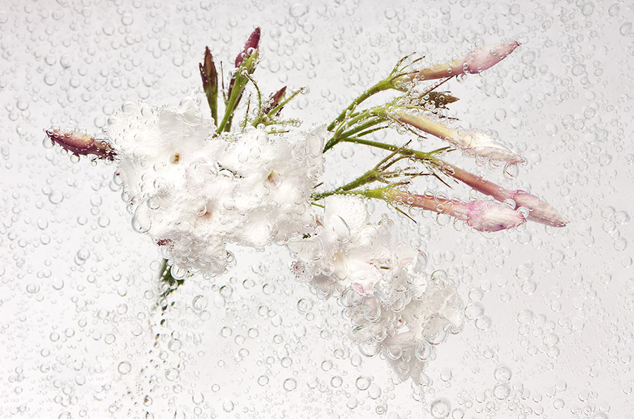 Jasmin