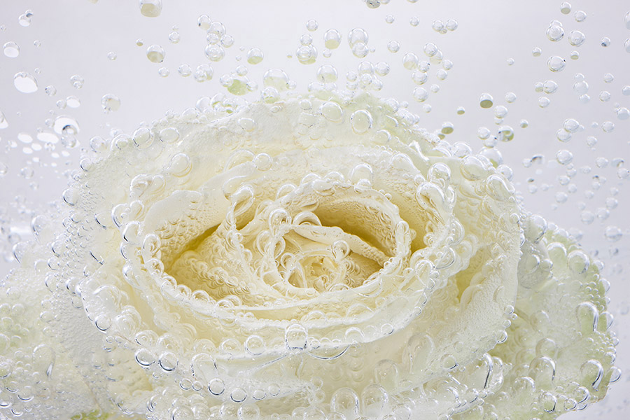 Rose Blanche 1