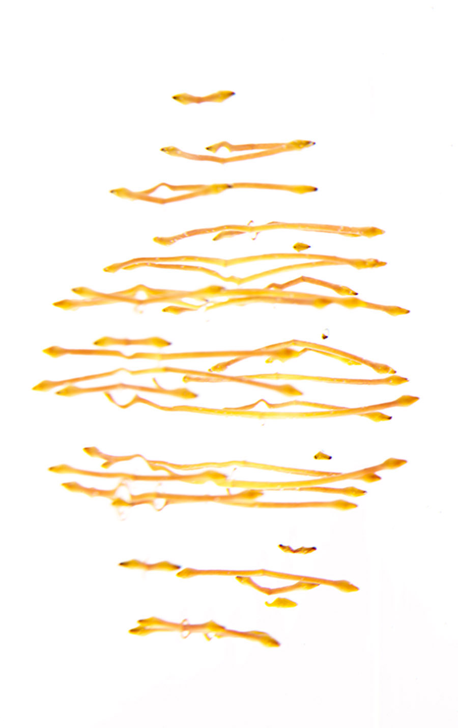 Leucospernum