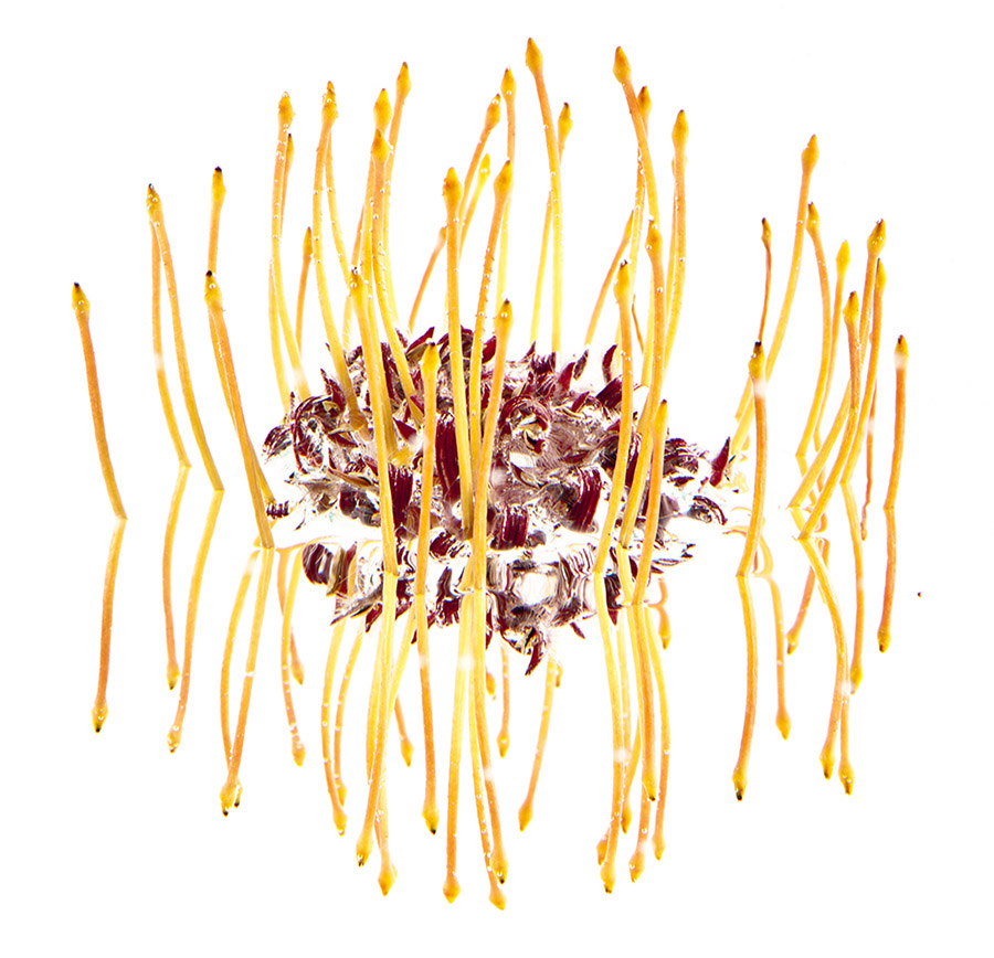 Leucospernum