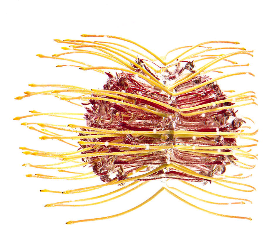 Leucospernum