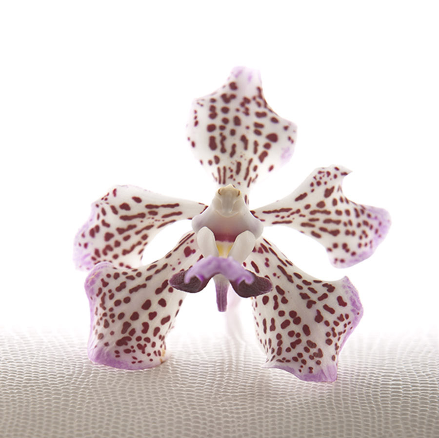 Orchidée