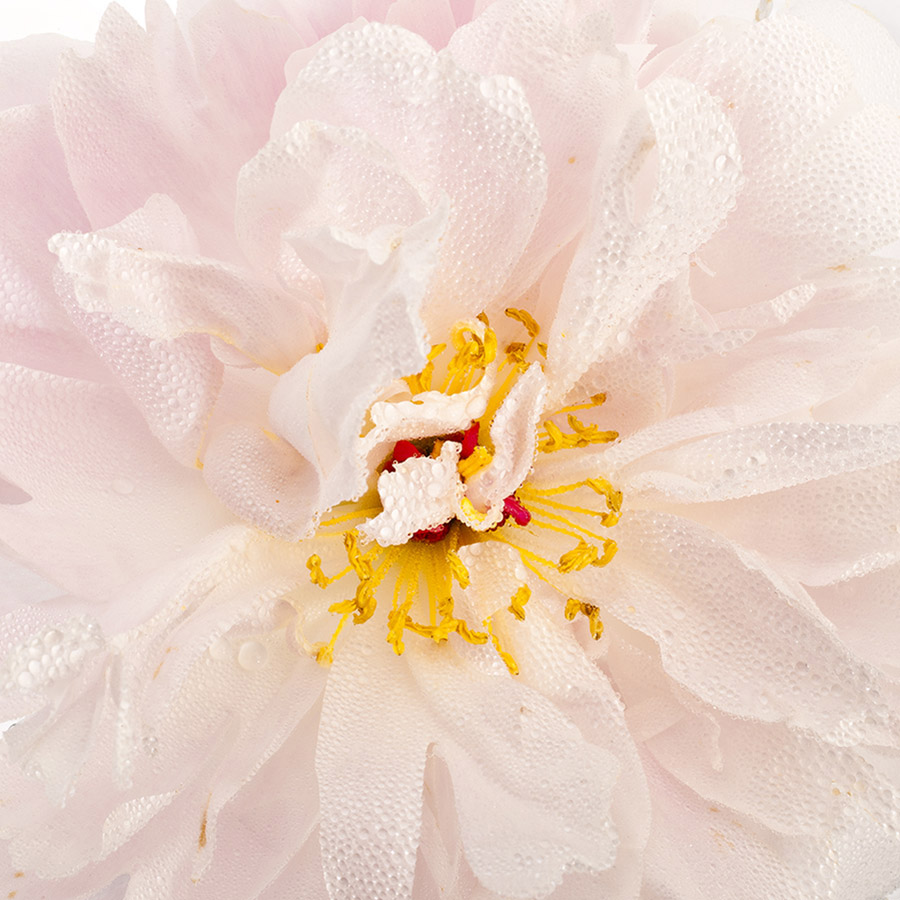 Paeonia 93