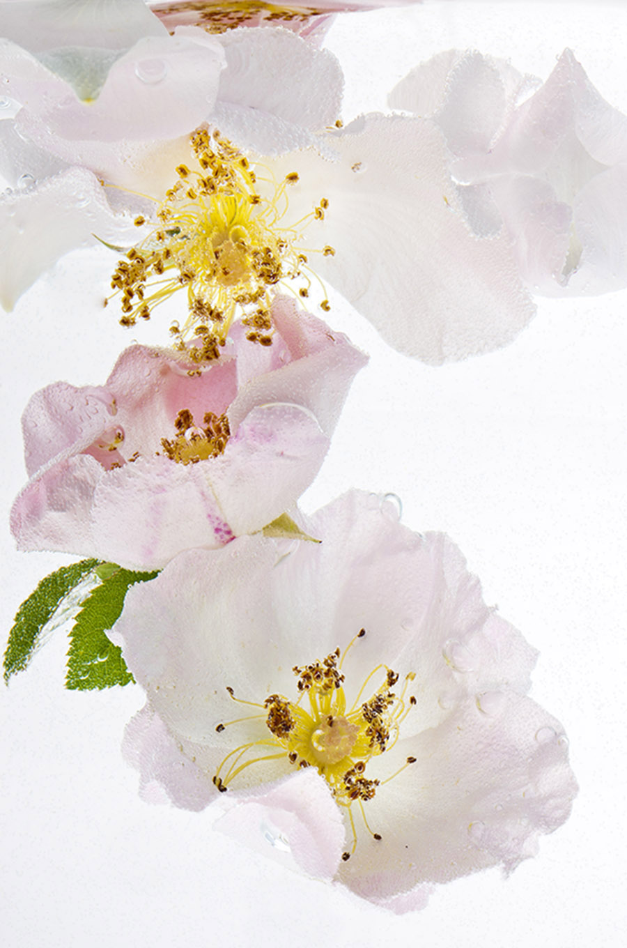 Rosa Gallica