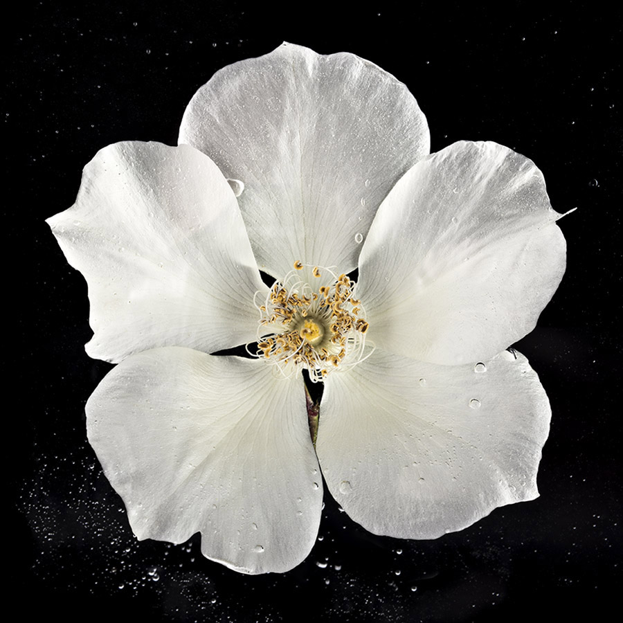 Rosa Gigantea