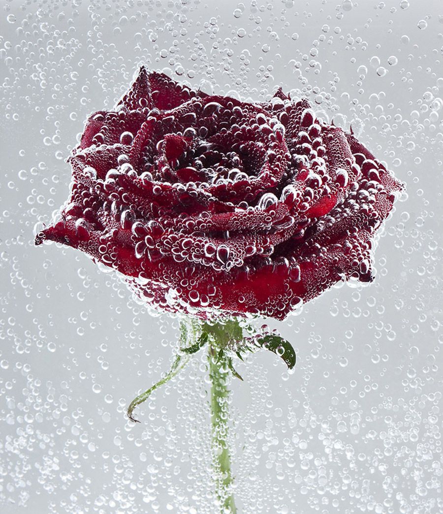 Rose Rouge Grand Prix